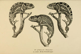 Naturgeschichte_und_Abbildungen_der_Reptilien_(6059239621).jpg