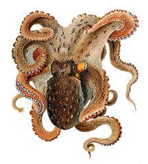 Octopus_vulgaris_Merculiano.jpg