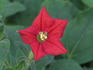 Petunia_exserta_by_Scott_Zona.jpg