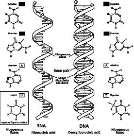 RNA-comparedto-DNA_thymineAndUracilCorrected.JPG
