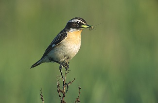 Saxicola_rubetra_3_tom_(Marek_Szczepanek).jpg