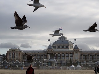 ScheveningenGulls.JPG