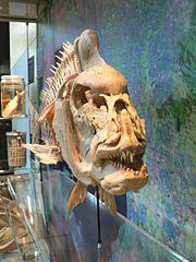 Snapper_Pagrus_auratus_Pengo.jpg
