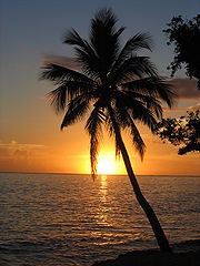 Sunset_with_coconut_palm_tree_Fiji.jpg