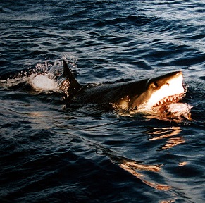 Surfacing_great_white_shark.jpg