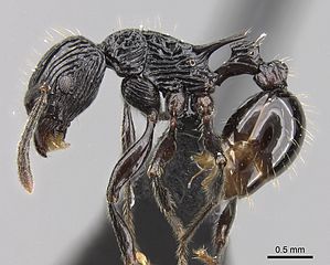 Tetramorium_smaug_0121244_p_1_high.jpg