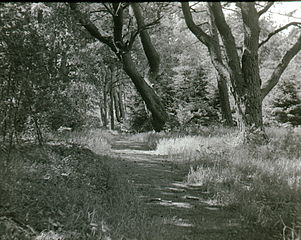 TreesInHogeVeluwe.jpg