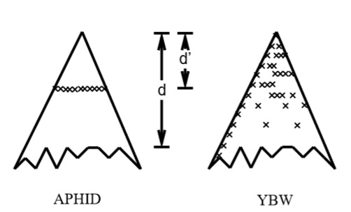 aphidybw.jpg
