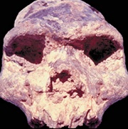 bodo_cranium.jpg