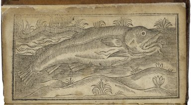 book_fish.jpg