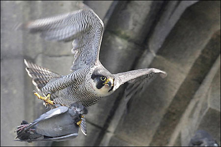 falcon_gallery_15_450x300.jpg