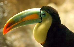 tucano.JPG